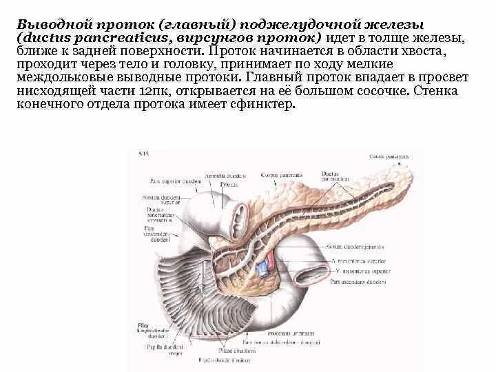 Орган имеет протоки открывающиеся в двенадцатиперстную кишку. Главный выводной проток поджелудочной железы. Вирсунгов и санториниев проток. Санториниев проток поджелудочной железы. Основной проток поджелудочной железы.