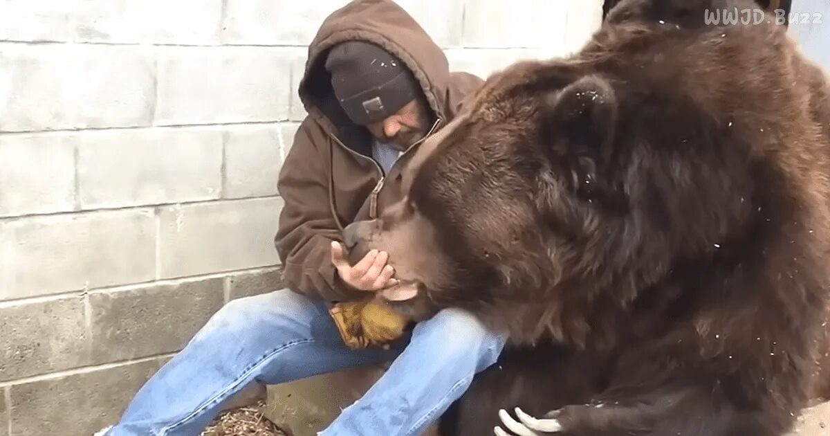 Мужчина медведь видео. Мужчина медведь. Мужик и медведь. Мужик и медведь фото.