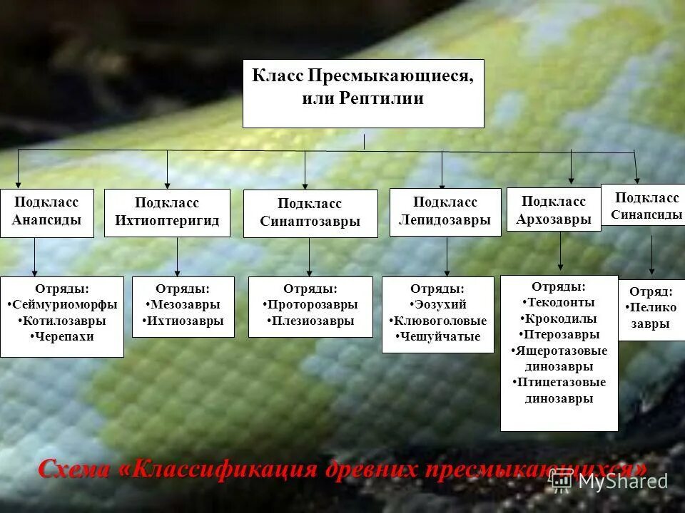 каковы возможные последствия уничтожения пресмыкающихся. виды древних пресмыкающихся. значение пресмыкающихся в природе. многообразие в жизни человека пресмыкающихся. слайд пресмыкающиеся.