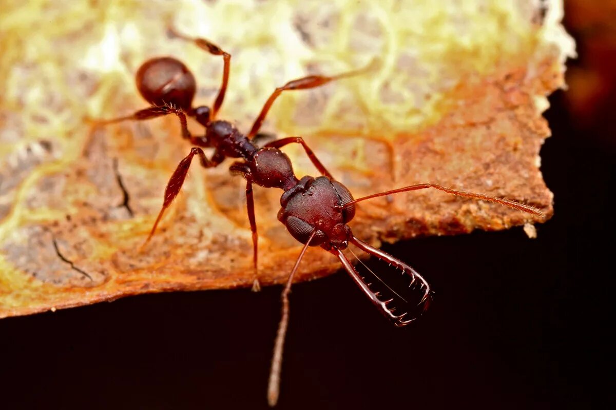 Myrmoteras binghamii. Myrmoteras cuneonodum. Муравьи атта. Самые красивые муравьи. Ящерица муравьи