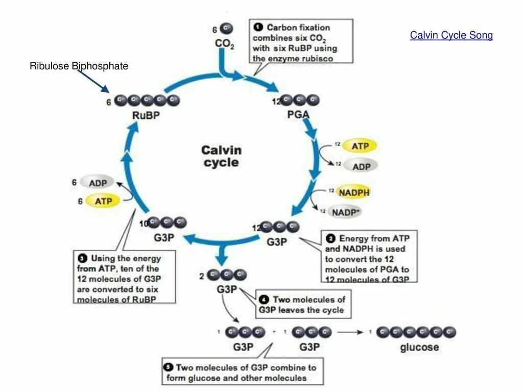 Протекают реакции цикла кальвина. Цикл Кальвина. Цикл Кальвина Глюкоза. Цикл Кальвина схема. Цикл Кальвина лактат.