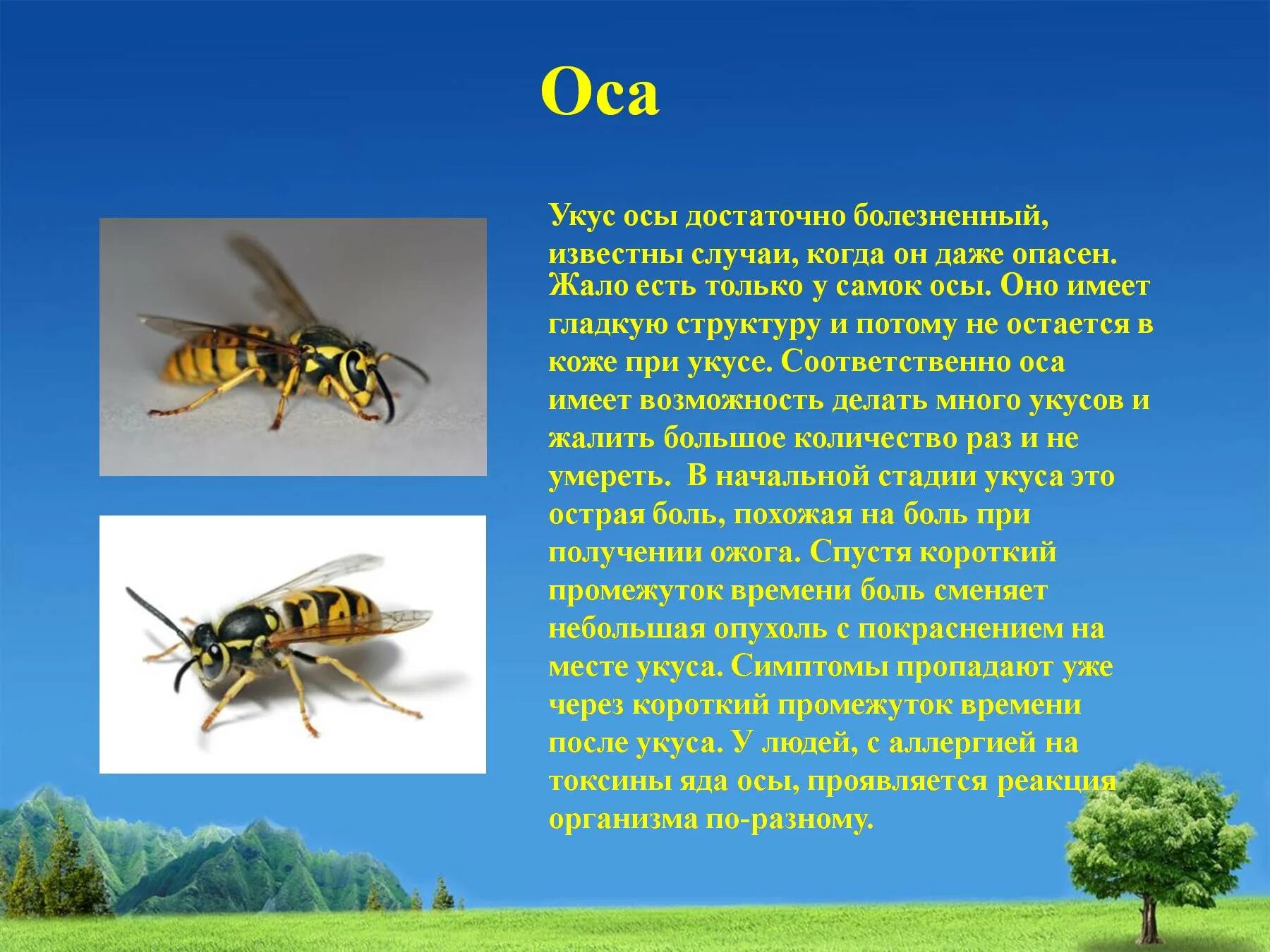 Если тебя укусила оса впр. Жалящие насекомые. Жалящие насекомые для дошкольников. Насекомые с описанием. Осу проекта.