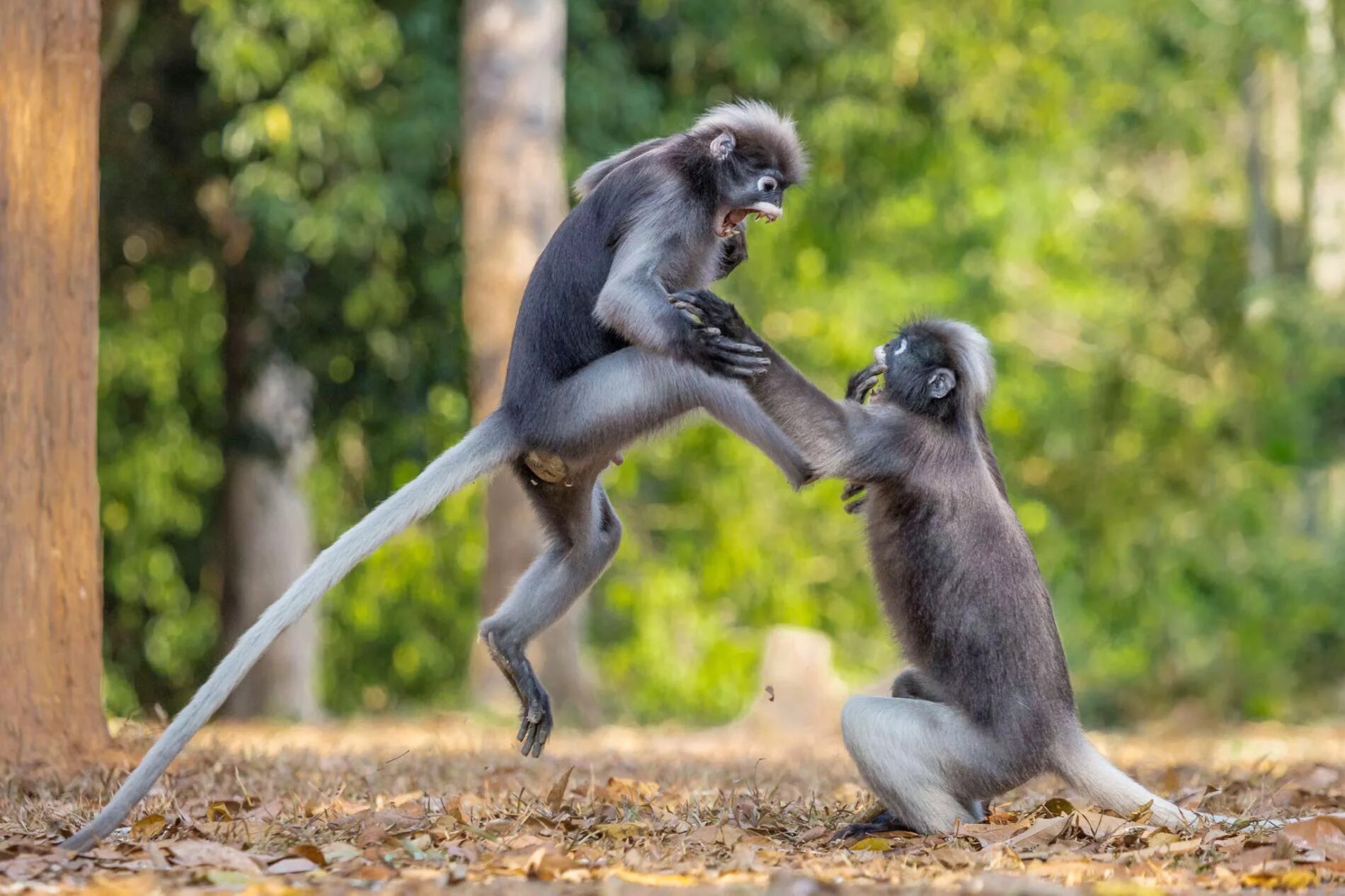 Animals images. Смешные животные. Смешные обезьяны. Мемные картинки животных. Пепсикольные животные.