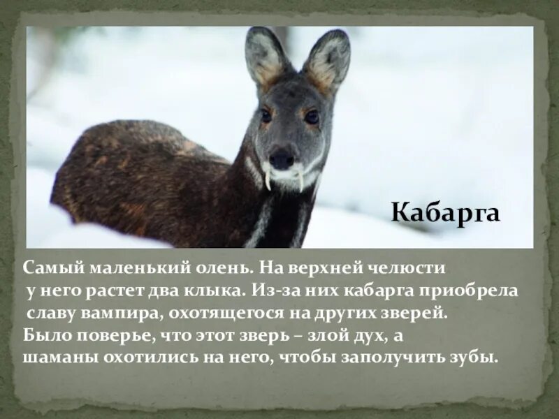 Кашмирская кабарга. Сахалинская кабарга Moschus moschiferus sachalinensis. Кабарга Байкал. Сибирская кабарга красная книга. Кабарга и северный олень