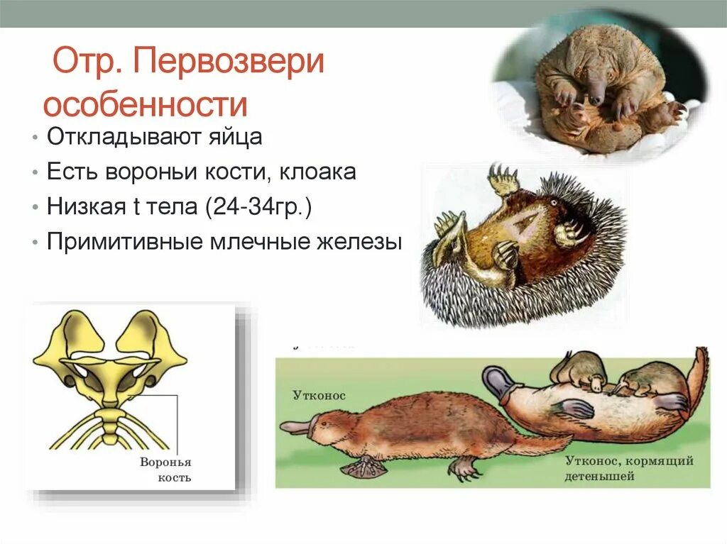 Отряды млекопитающих Первозвери. Первозвери откладывают яйца. Первозвери особенности. Подкласс Первозвери.