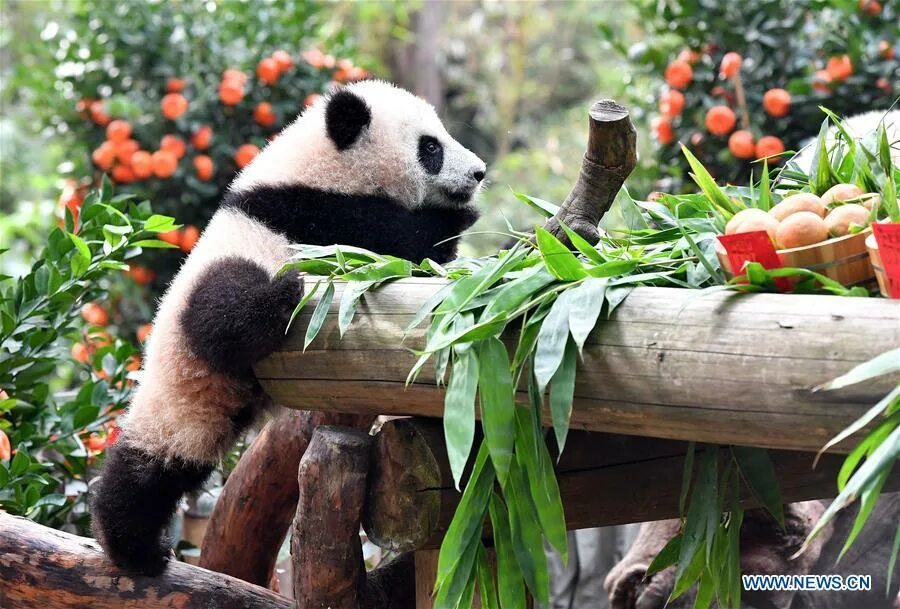 Большая панда что едят. Бамбуковые панды китайские. Панда на бамбуке. Панда ест бамбук.