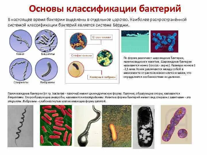 Эукариоты кишечная палочка. Схема классификация бактерий микробиология. Классификация микробов микробиология. Классификация бактерий эубактерии. Классификация Берджи микробиология.