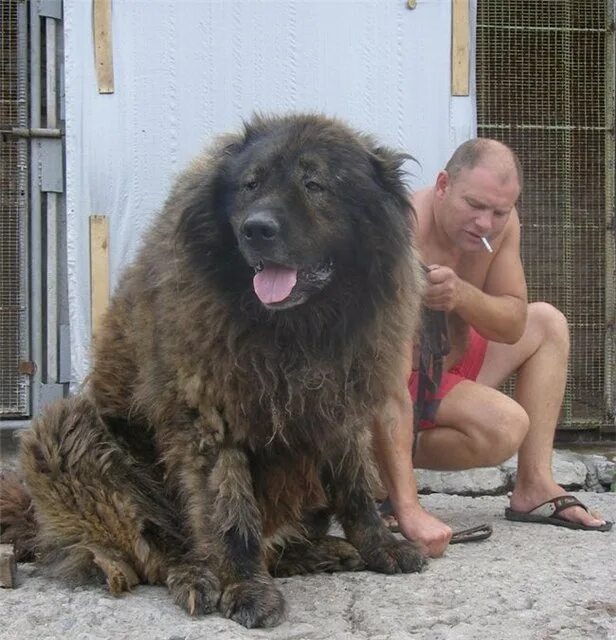 собаки охранники. бойцовские породы ротвейлер. кавказская овчарка груминг. крупные дворняги. кавказская овчарка большая бойцовая.