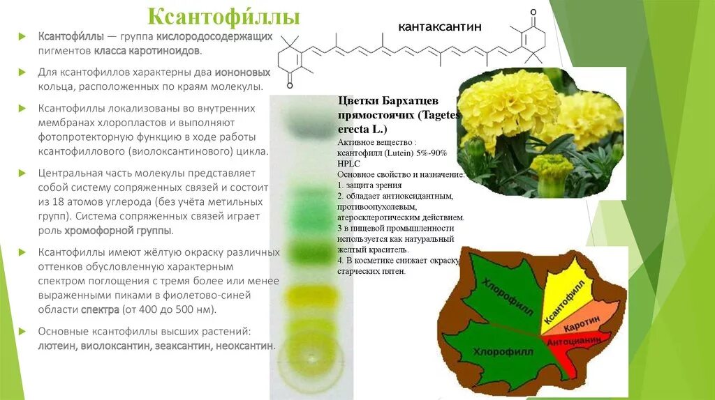 Пигменты цвета в растениях. Пигменты листа хлорофилл каротин. Каротины и ксантофиллы. Хлорофилл каротиноиды и антоцианы. Хлорофилл ксантофилл каротин.