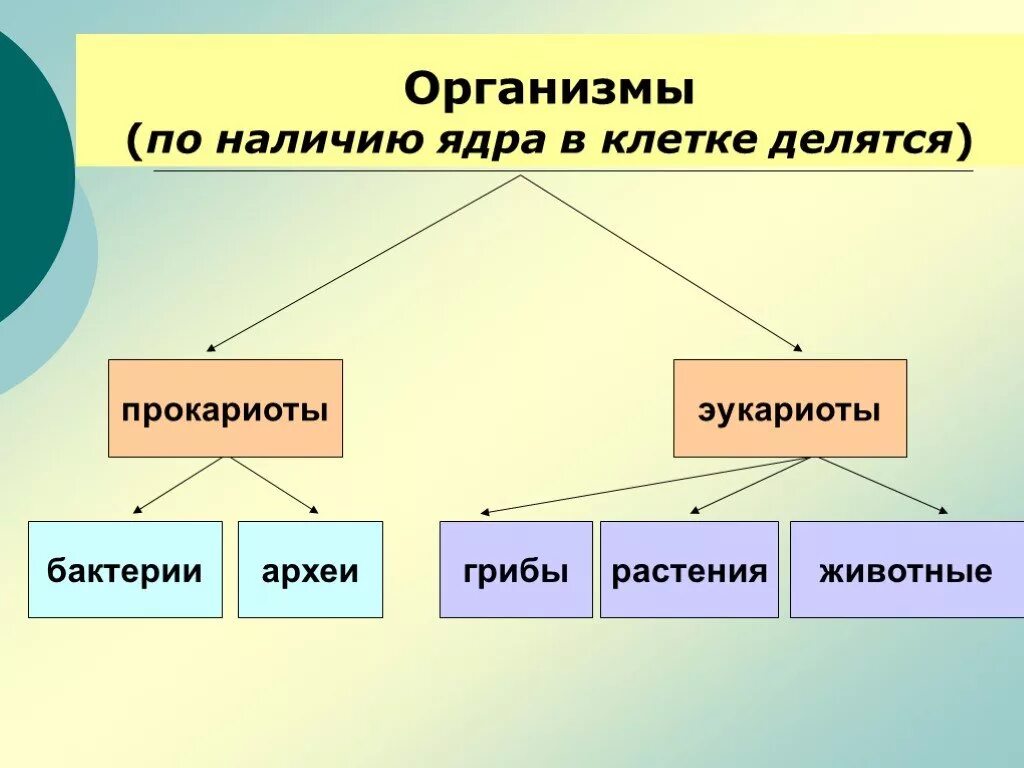 Классификация организмов по наличию ядра. Клетки делятся на прокариоты и эукариоты. Классификация клеток.