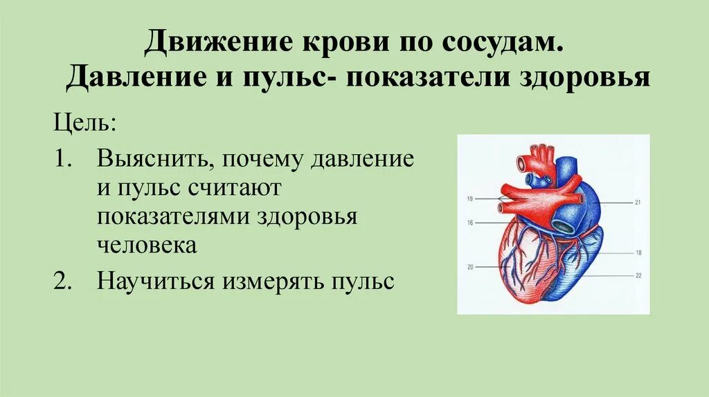 Движение крови по сосудам. Движение крови по сосудам физиология. Движение крови по сосудам регуляция кровоснабжения. Движение крови по сосудам 8 класс биология. Кровь в сосудах движется под высоким давлением