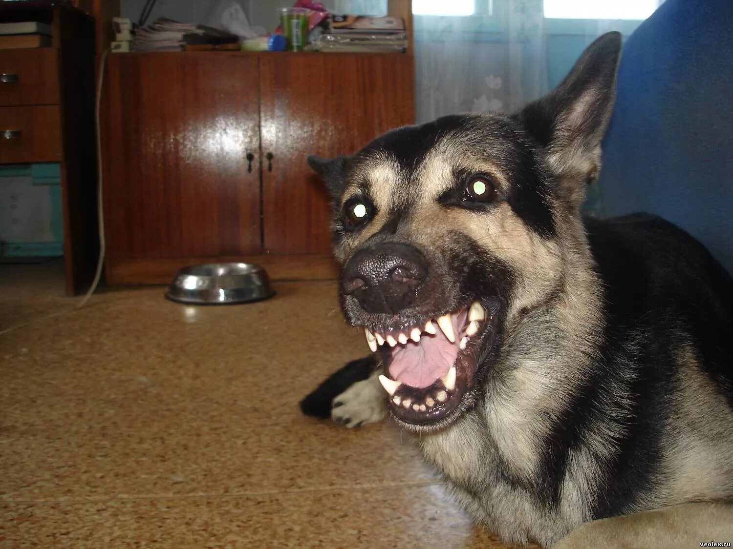 молочные зубы у овчарки