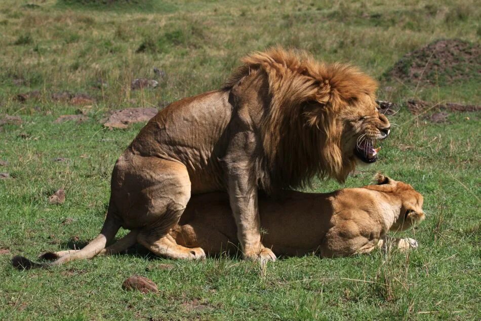 Male & female lion fooling around at Wild Animal park in E. Flickr