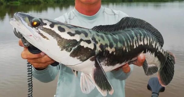 Сонник рыба большая живая. Giant Snakehead. Snakehead Fish. Giant Snakehead Fish. Илон балик.