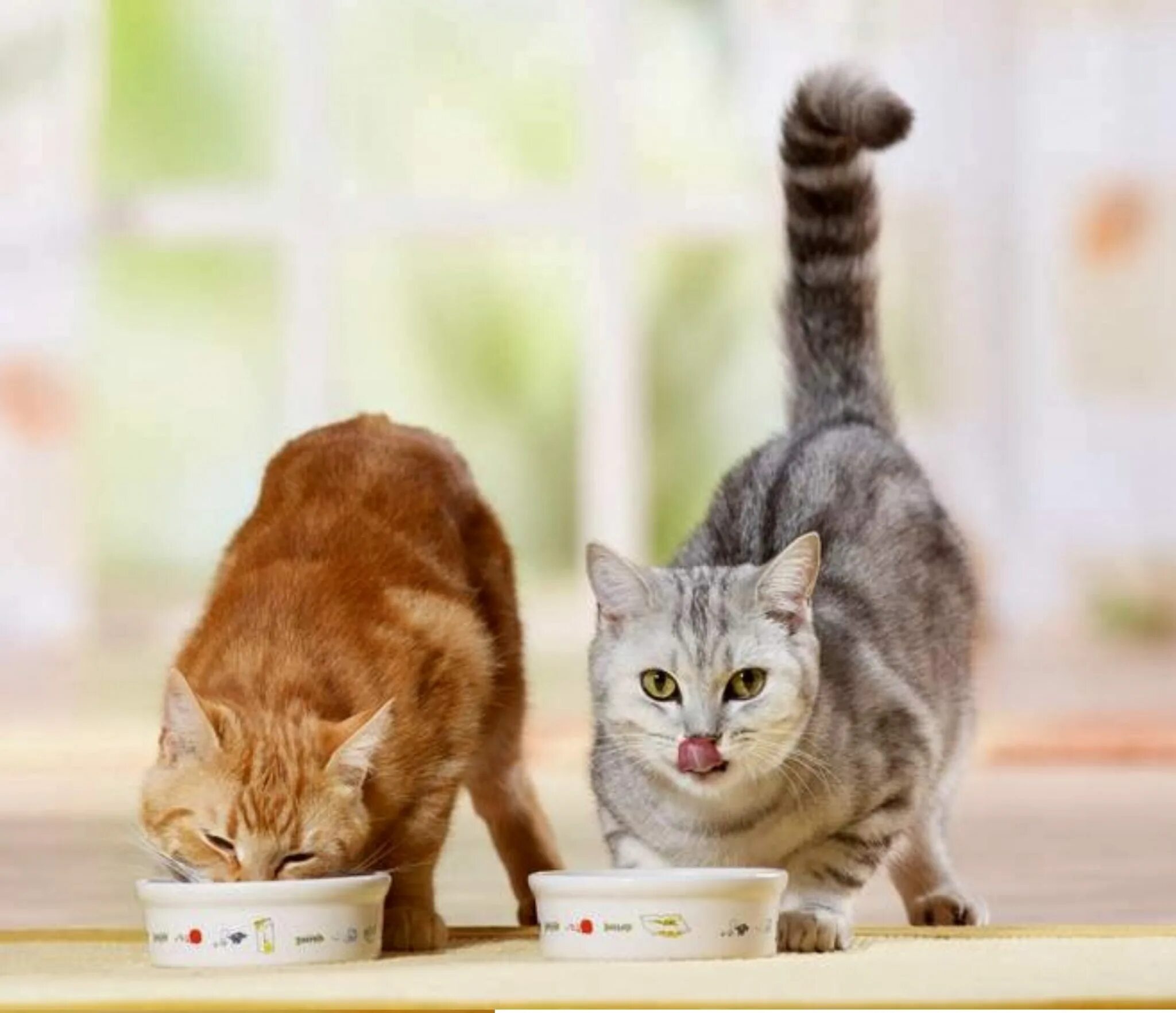 Кошки. Кошка кушает. Корм для кошек. Кошечка кушает. Котята едят сами