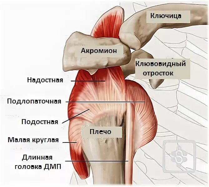 Повреждение сухожилия подлопаточной мышцы