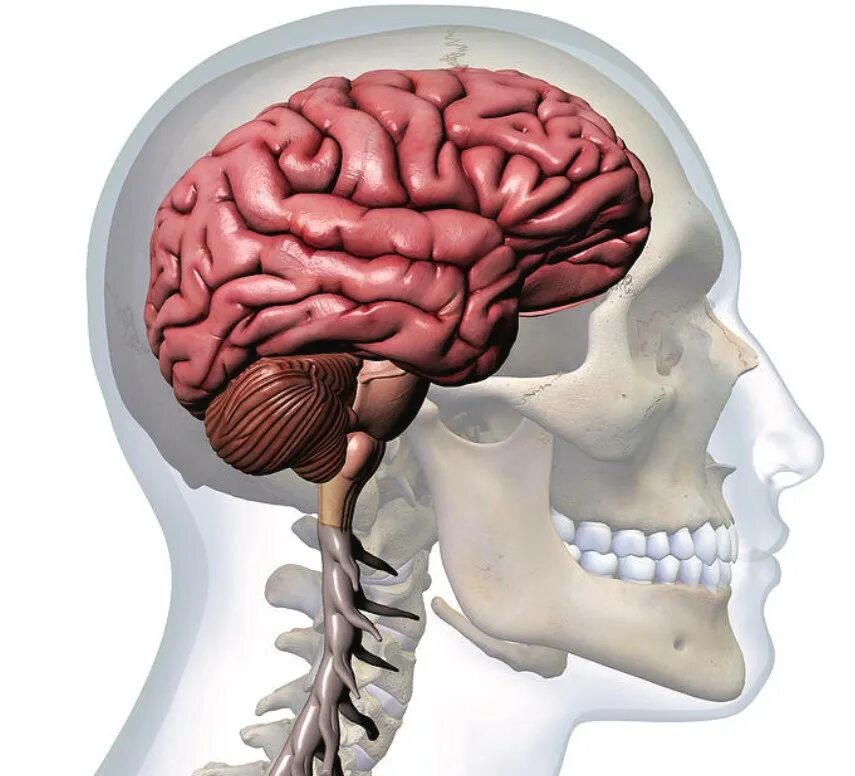 Мозг в черепной коробке. Расположение мозга в черепной коробке. Расположение головного мозга в черепе. Головной мозг человека в черепе.