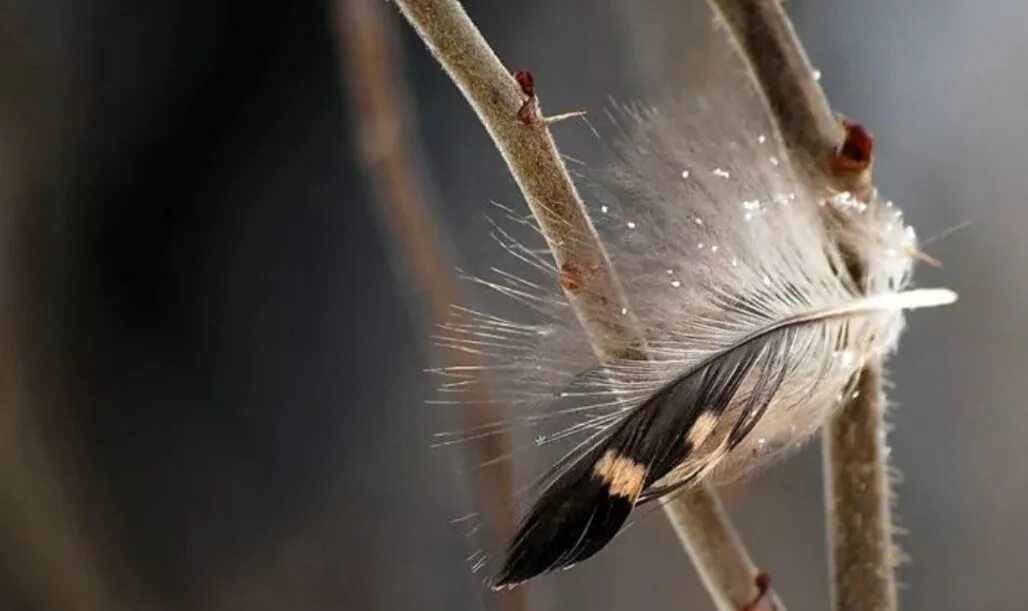 Девушка птица арт. Падающая птица. Ранимый птица. Ранимый птица. Птица из клетки.