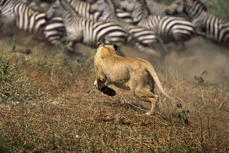 Лев гонится. Львица охотится. Лев охотится. Лев охотится на зебру. Львиная охота.