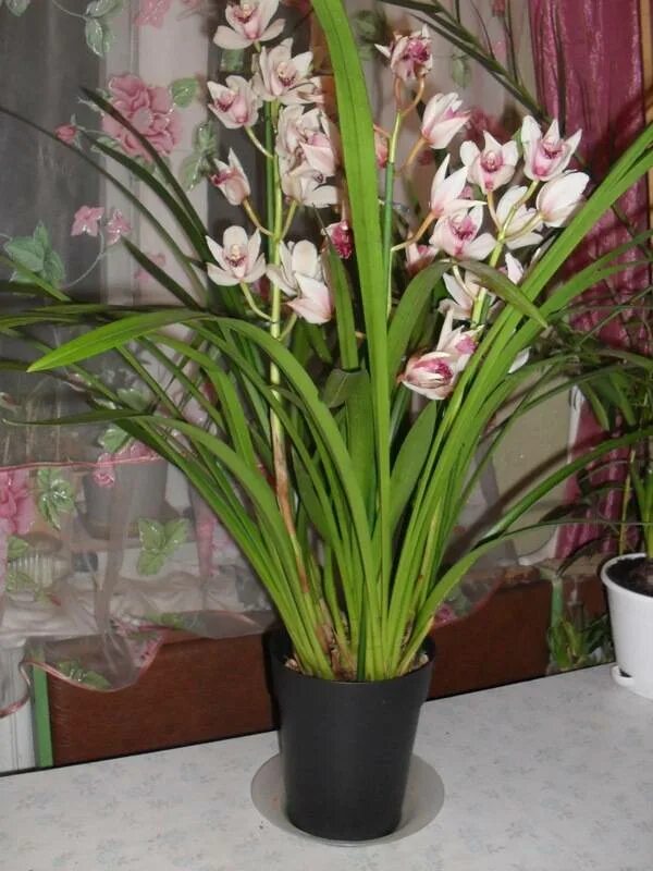 Цимбидиум цветение. Орхидея Цимбидиум Вьетнамская. Орхидея Цимбидиум листья. Королевская Орхидея Цимбидиум.