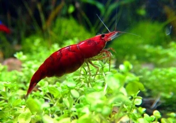 Little shrimp Gambario, Crustaceos, Camarones