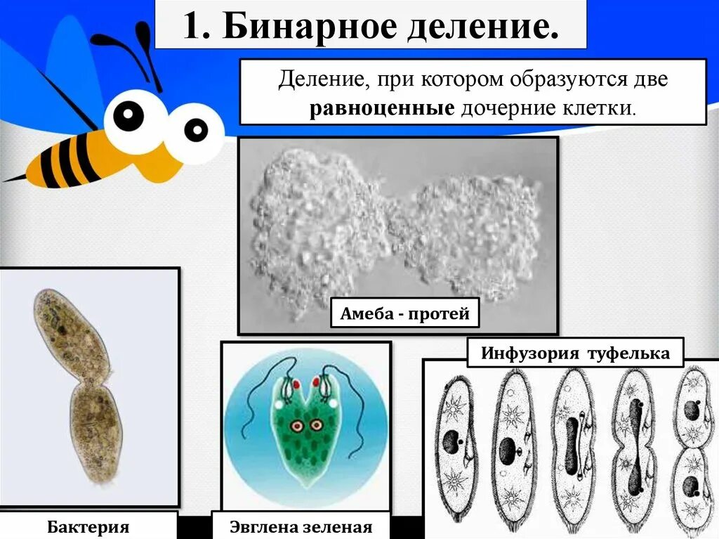 Бинарное деление. Размножение бинарным делением. Бинарное деление примеры. Бинарное деление характерно для. Прямым бинарным делением клетки