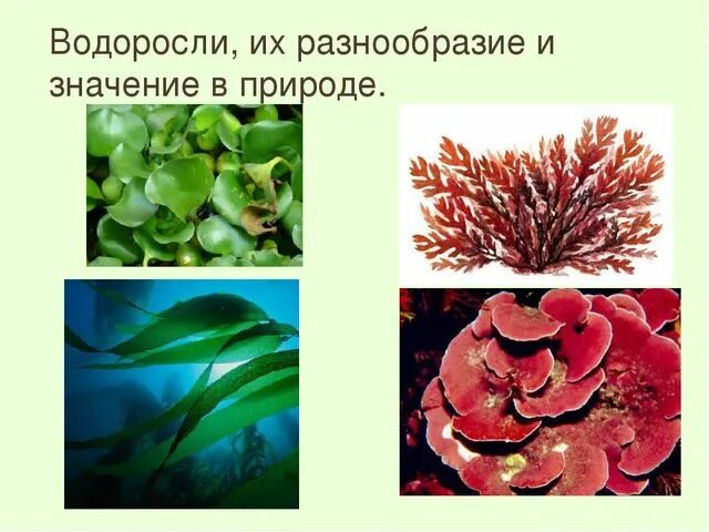 Разнообразие водорослей. Разнообразие водорослей в природе. Водоросли их разнообразие и значение. Водоросли их разнообразие и значение в природе.