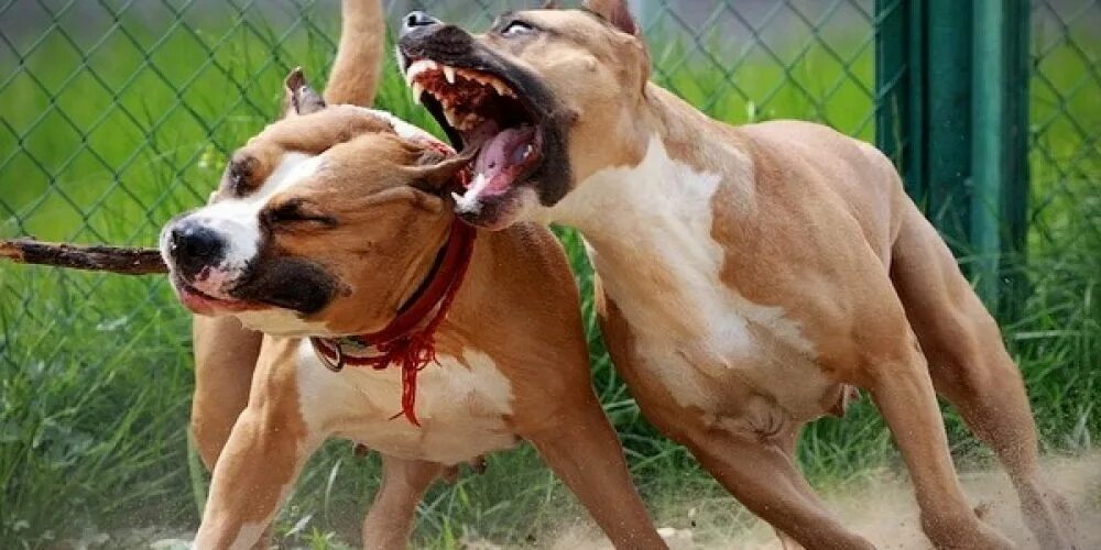 Так как они не опасны. Так как они не опасны