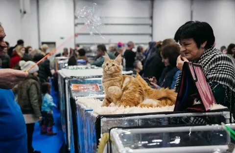 Выставка кошек и собак