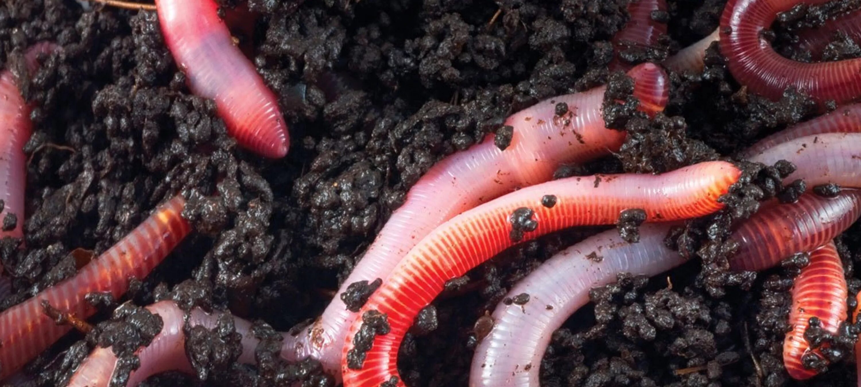 К чему снятся червяки дождевые. Червь земляной (lumbricus terrestris). Мормыш мотыль опарыш червь. К чему снятся червяки дождевые. Дождевые червяки зеленые.