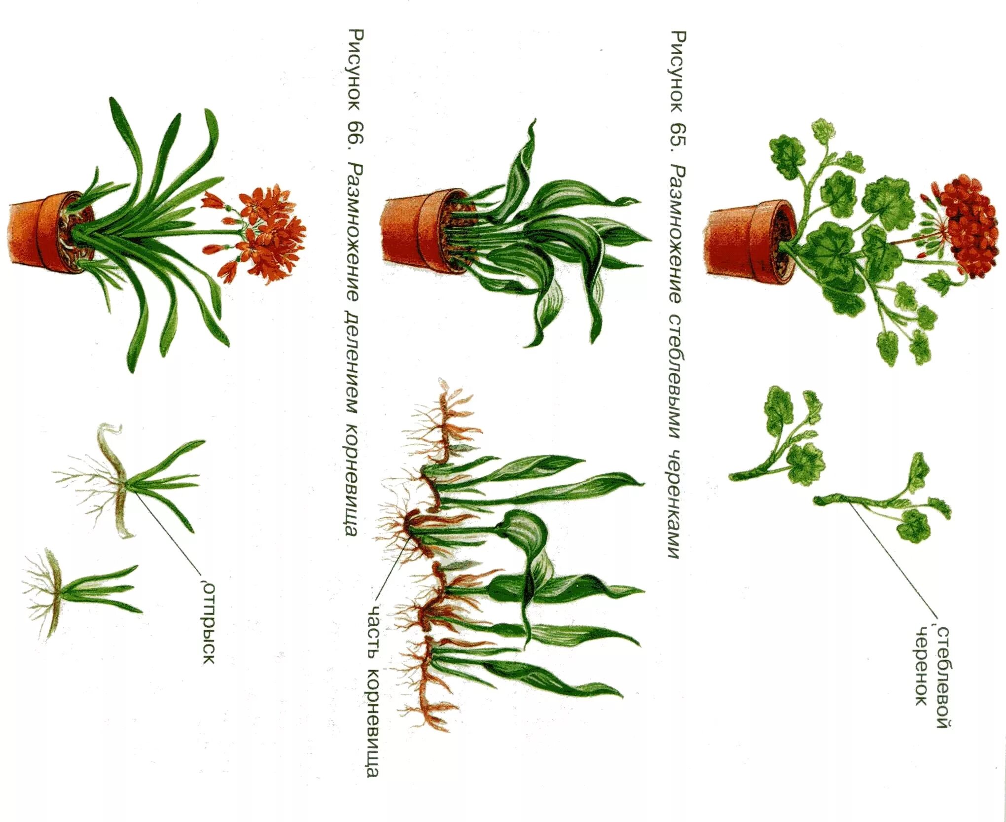 Хлорофитум вегетативное размножение. Размножение кливии отпрысками. Размножение горшечных растений. Схема черенкования комнатных растений. Как размножаются комнатные цветы