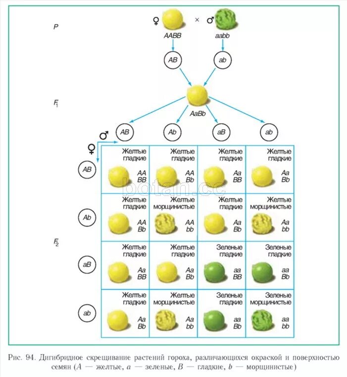 Схема дигибридного скрещивания гороха. Дигибридное скрещивание схема. Схема дигибридного скрещивания. Схема жигибридного серещивпгия. Дигетерозиготный горох с желтыми гладкими семенами