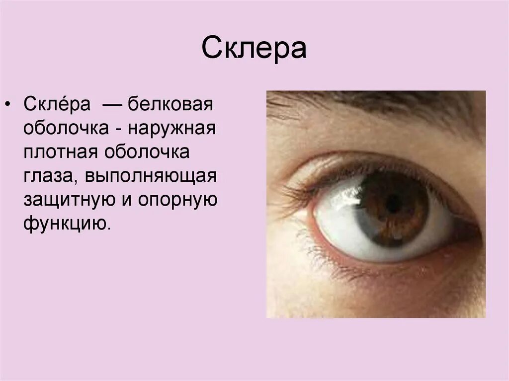 Белочная оболочка глаза человека. Белочная оболочка глаза склера. Строение глаза склера. Белочная оболочка склера функции.