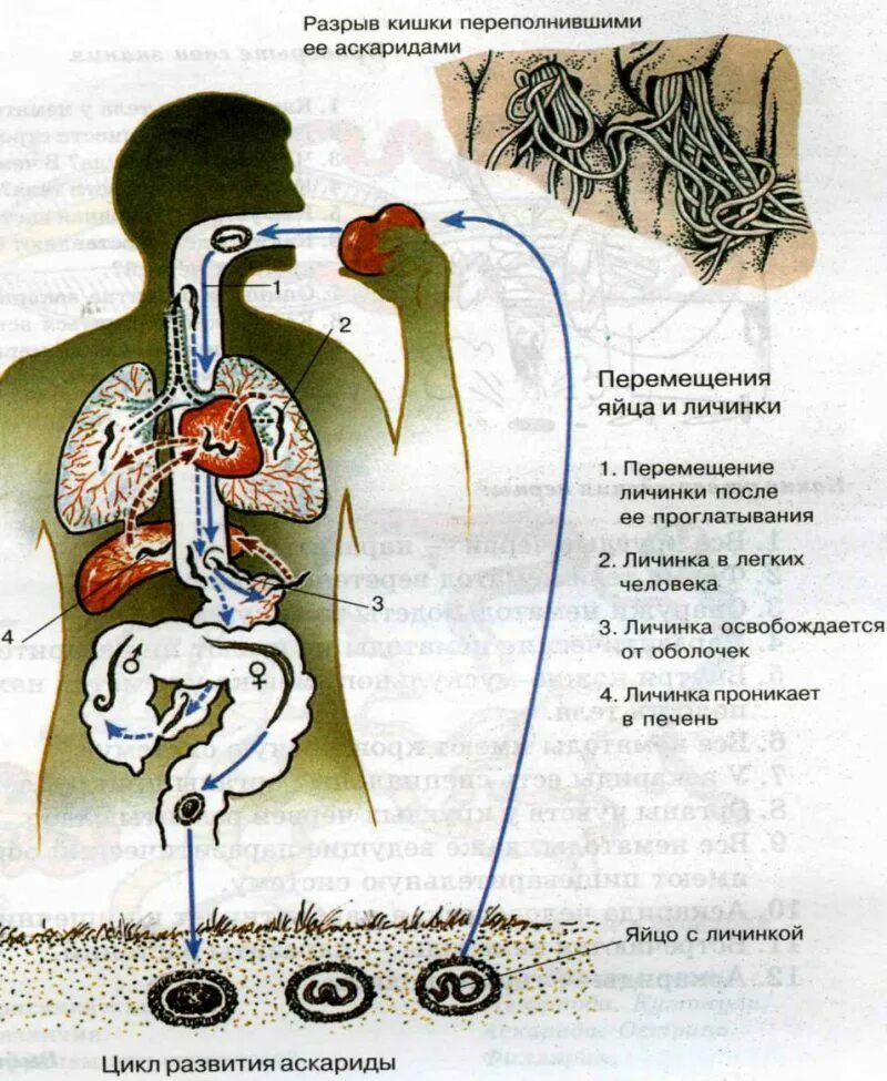 В каком органе обитает взрослая особь аскариды. Цикл развития аскариды человеческой схема. Круглые черви цикл развития аскариды. Схема размножения человеческой аскариды. Цикл развития аскариды у круглых червей.