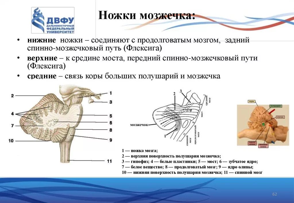 Мозжечок анатомия ножки мозжечка. Задние ножки соединяют мозжечок с. Ножки мозжечка анатомия. Средняя ножка мозжечка анатомия. В задний мозг входит мозжечок