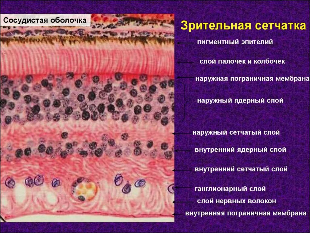 Пограничная гистология. Строение сетчатки гистология. схема строения сетчатки гистология. строение сетчатки глаза гистология. слои сетчатки гистология.