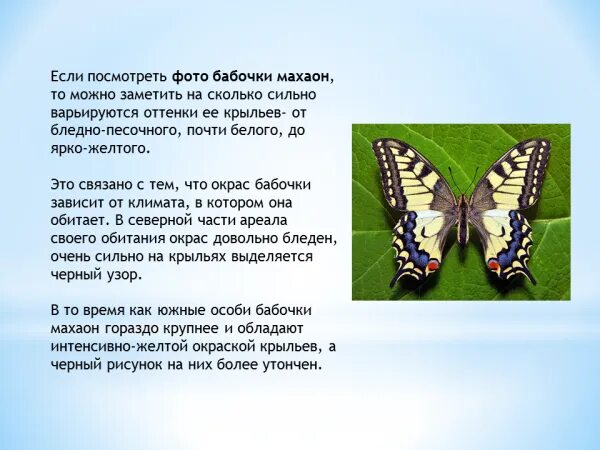 Бабочка махаон описание. Бабочка Махаон описание для 2 класса. Рассказ о бабочке Махаон 2 класс окружающий мир. Бабочка Махаон доклад 3 класс. Бабочка Махаон краткое описание для детей.