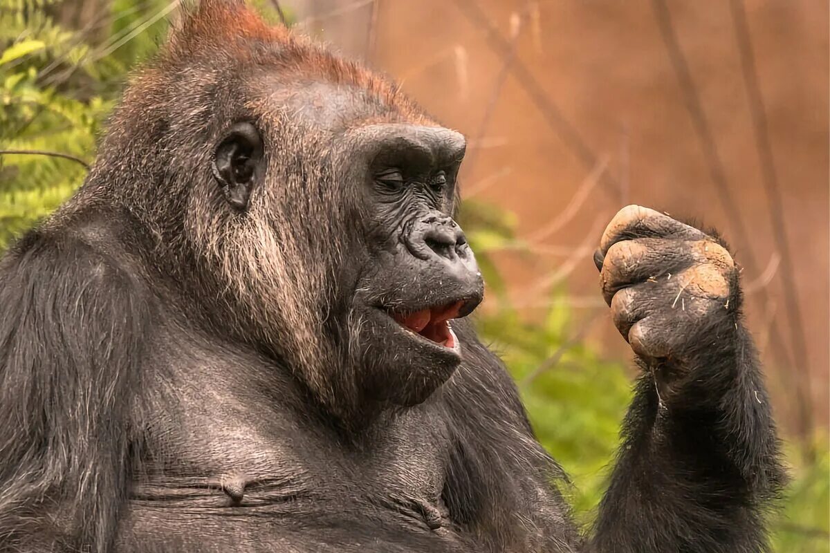 Самая человекообразная обезьяна. Человекообразные обезьяны. Обезьяна горилла. Большая человекообразная обезьяна. Предок гориллы.
