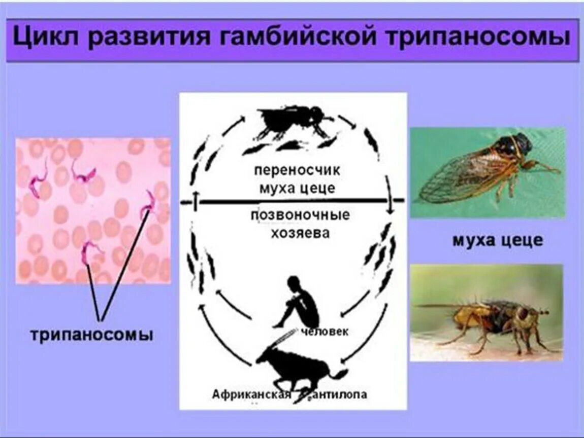 Trypanosoma brucei жизненный цикл. Африканский трипаносомоз цикл. Стадии жизненного цикла трипаносомы. Промежуточный хозяин трипаносомы.