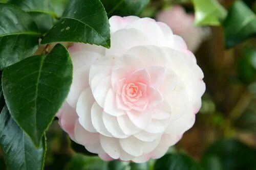 Цветок камея как выглядит Nuccio's Cameo Beautiful flowers pictures, Fuchsia flowers, Flowers nature