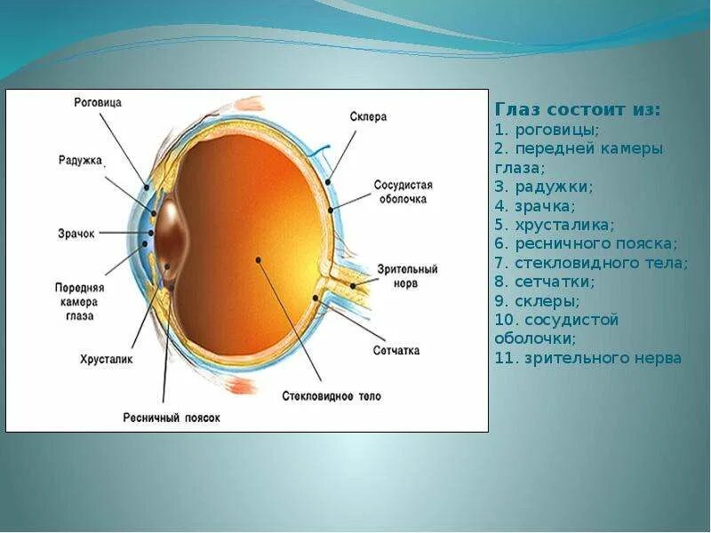 Зрачок сетчатка. Строение роговицы. роговица и хрусталик глаза. строение глаза зрачок радужка. строение глаза роговица хрусталик.