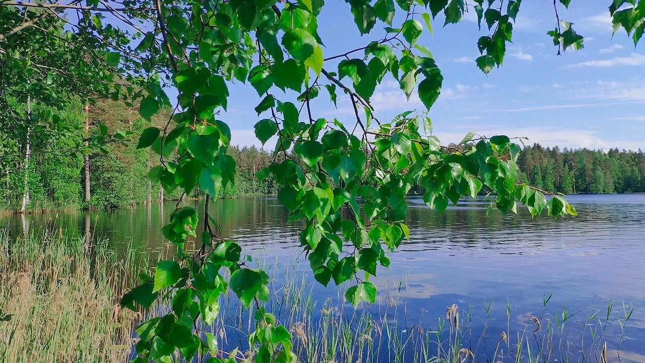 Озеро звоны. Звуки природы, шум леса, пение птиц. Озеро шумит вода. Звук озера. Часы озеро звуки природы.