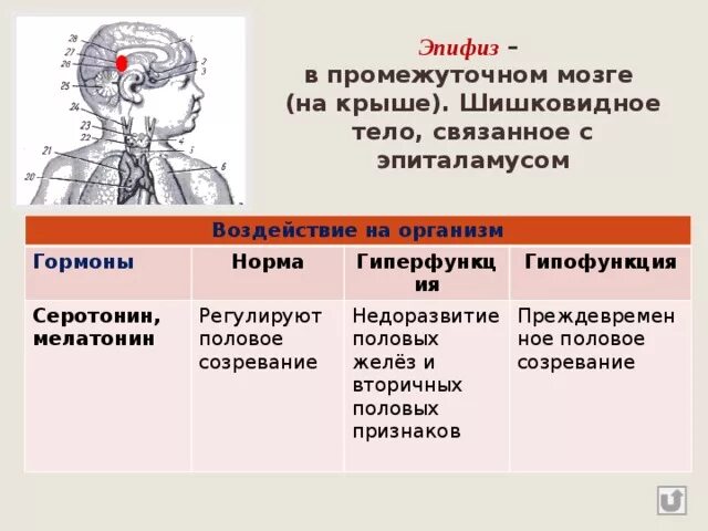 Гипофункция мелатонина гормона