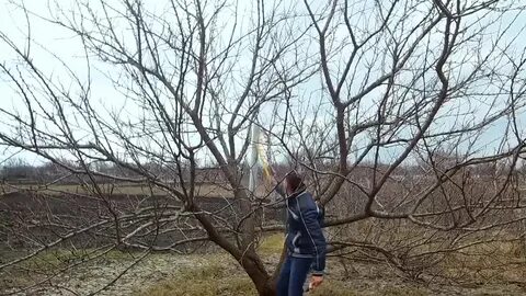 Обрезка инжира осенью на кубани