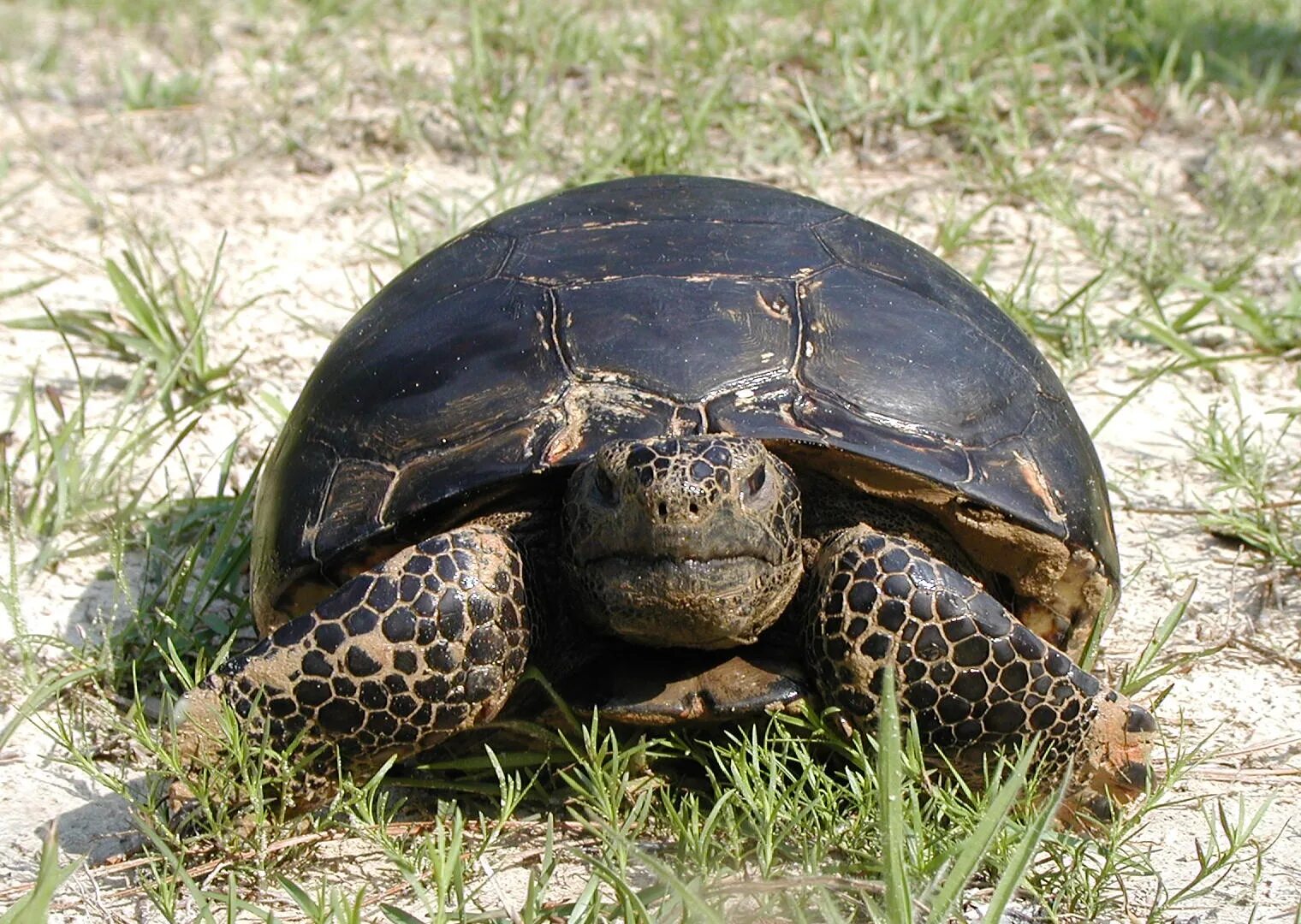 Черепаха белка. Флоридская черепаха. черепахи во флориде. две черепахи. враги черепах.