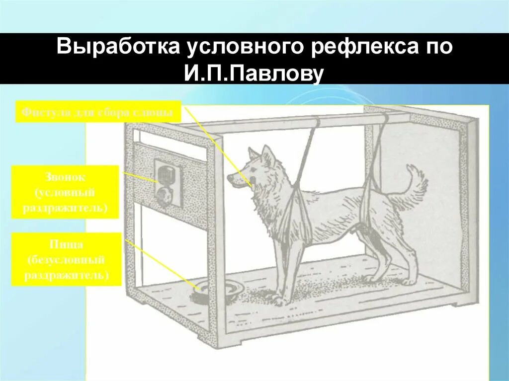 И п павлова рефлекс. Выработка условного рефлекса Павлова. Опыт Павлова условный рефлекс. Выработка условного рефлекса по Павлову схема. Схема формирования условного рефлекса и.п.Павлова.