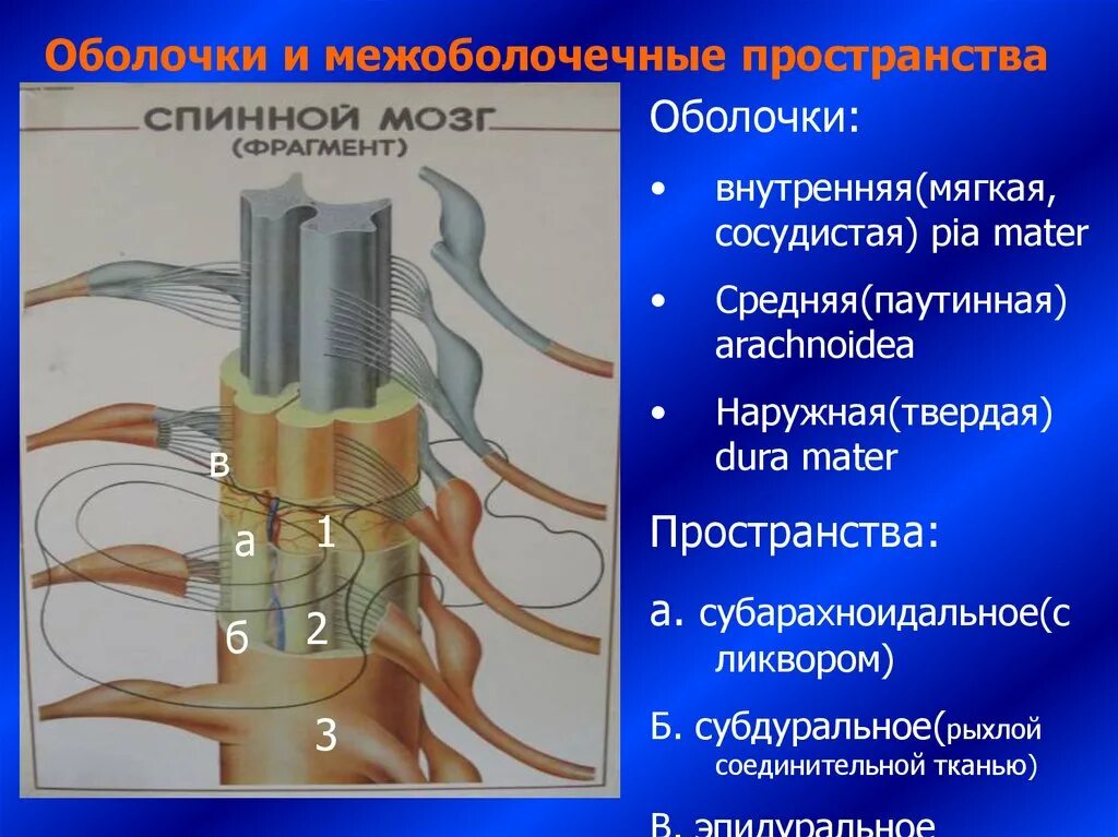 Спинной мозг оболочки спинного мозга. Оболочки и МЕЖОБОЛОЧЕЧНЫЕ пространства спинного мозга. Спинной мозг окружен тремя оболочками (твердой, паутинной и мягкой).. МЕЖОБОЛОЧЕЧНЫЕ пространства спинного мозга.