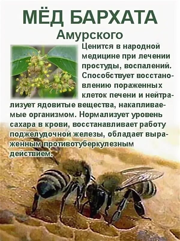 Амурский бархат дерево лечебные свойства. Плоды амурского бархата применение. Бархат полезные свойства. Ягоды амурский бархат показания к применению. Мёд амурский бархат полезные свойства.