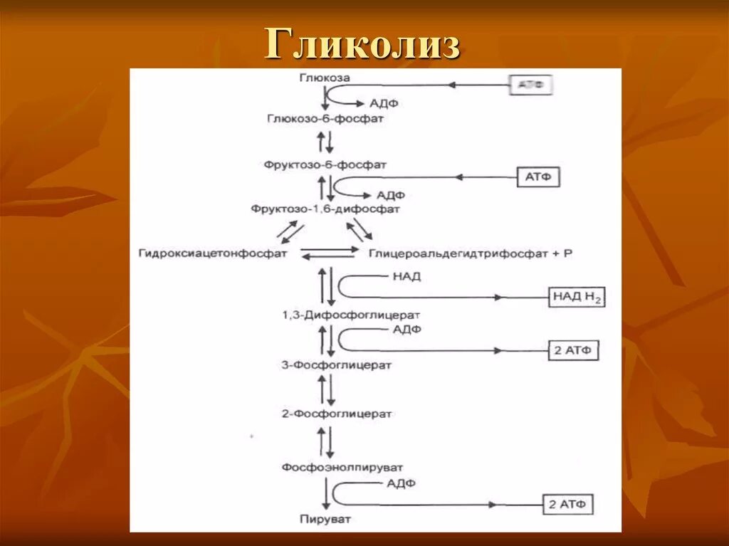 Гликолиз схема процесса. Общая схема гликолиза биохимия. Этапы гликолиза схема. Гликолиз образование АТФ. Этап катаболизма глюкозы