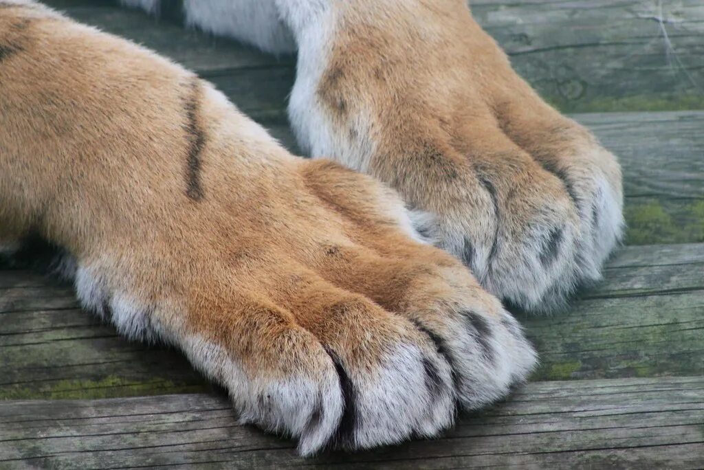 Лапа тигренка. Tiger feet. Лапы тигра. Подошва лапы тигра. Лапы тигра.